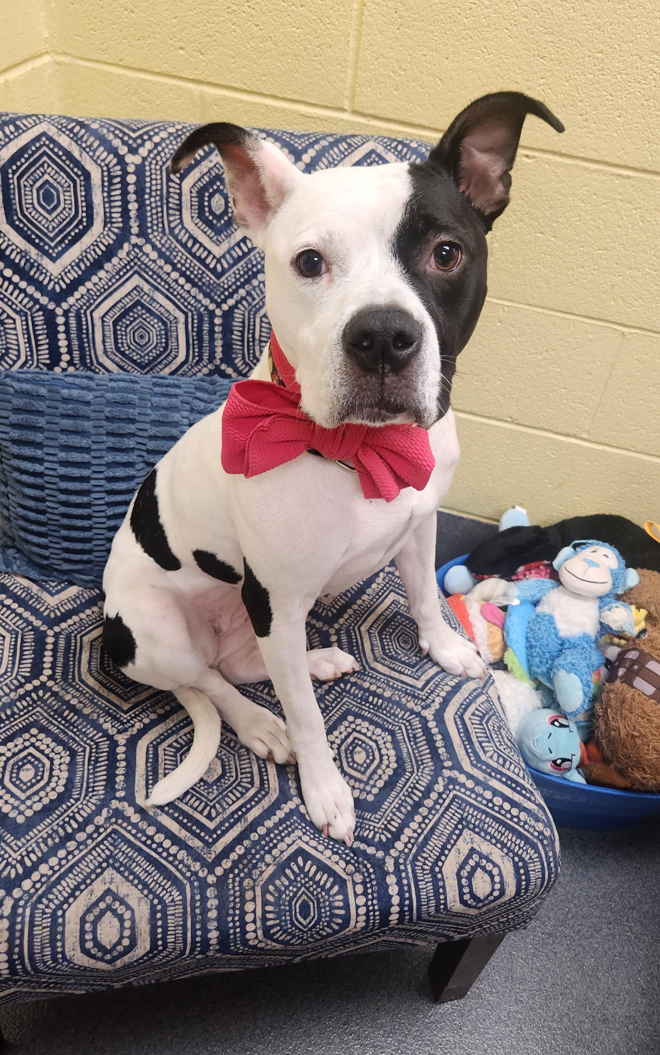 Callie, ADOPTABLE, Adult Female Pit Bull Terrier & Boston Terrier.