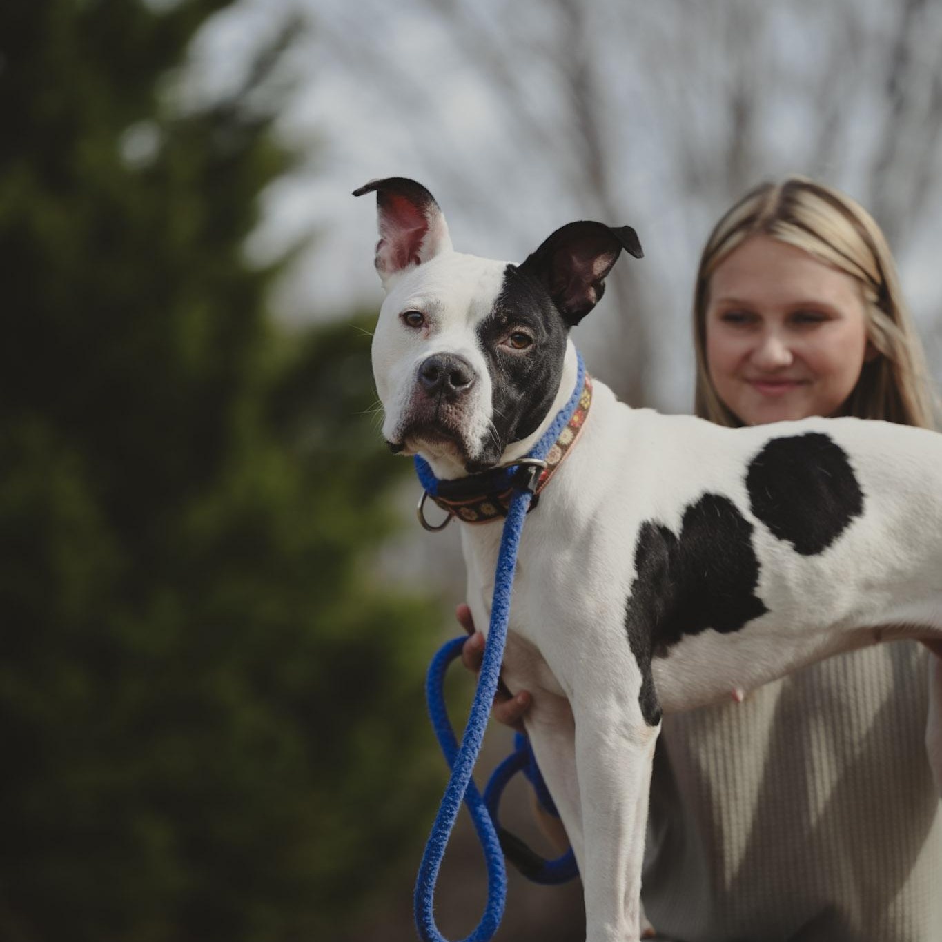 Enlarge Callie, a ADOPTABLE mixed breed in Amherst, VA image 2/6