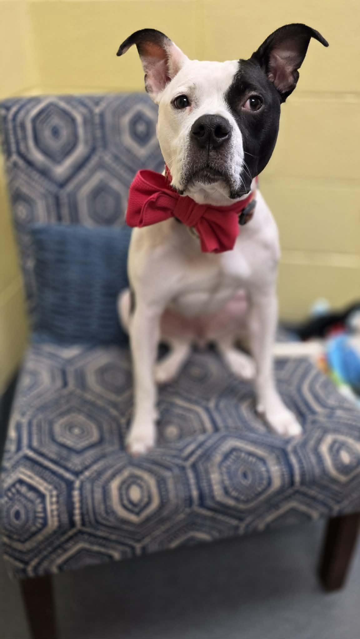 Enlarge Callie, a ADOPTABLE mixed breed in Amherst, VA image 6/6