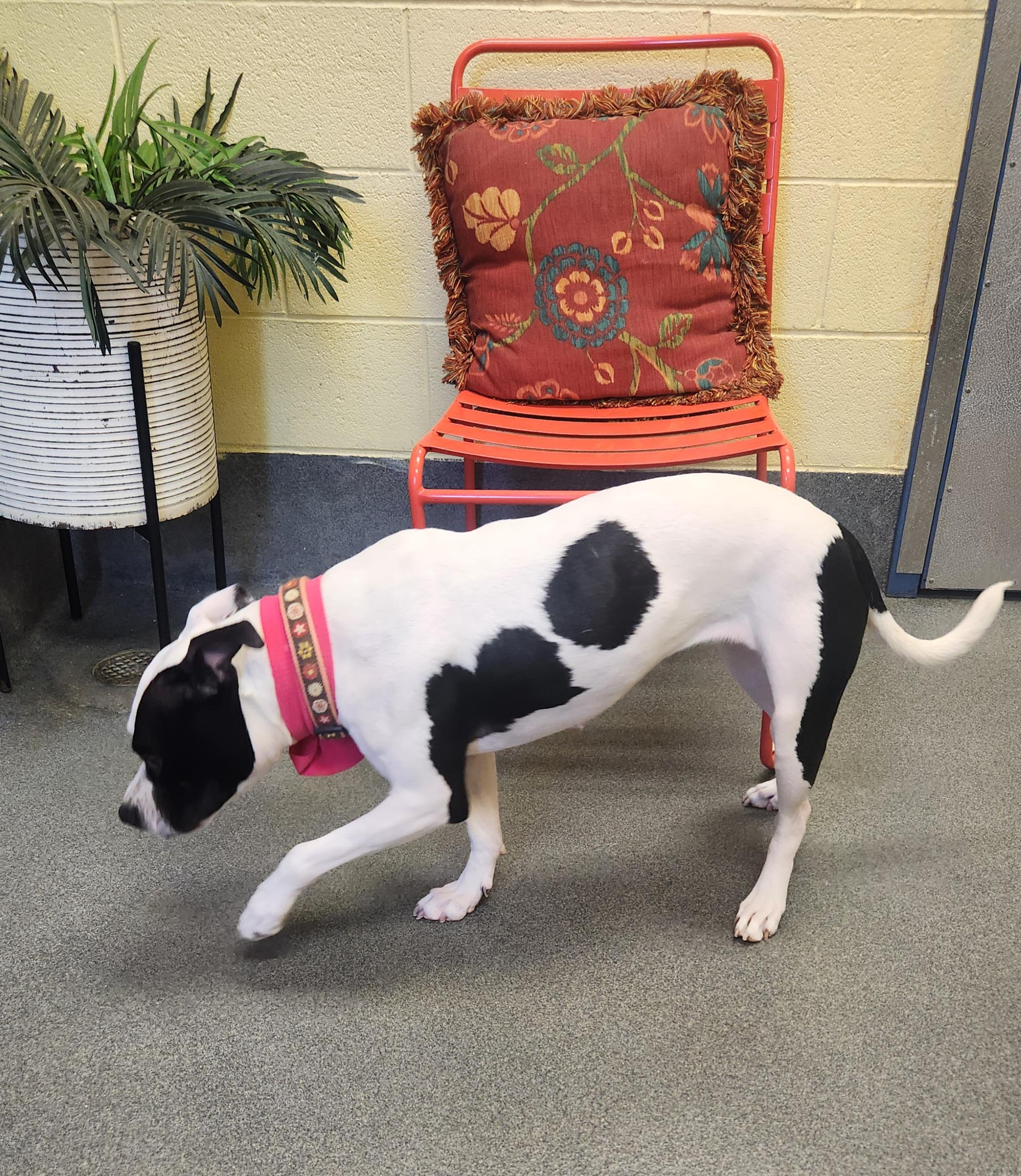 Enlarge Callie, a ADOPTABLE mixed breed in Amherst, VA image 4/6