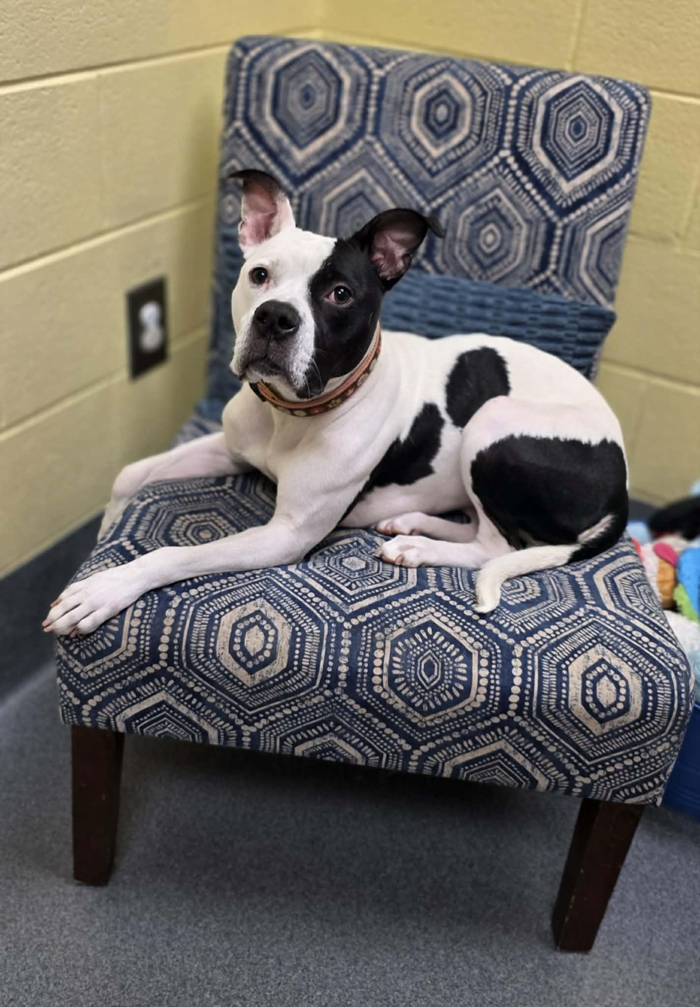 Enlarge Callie, a ADOPTABLE mixed breed in Amherst, VA image 5/6