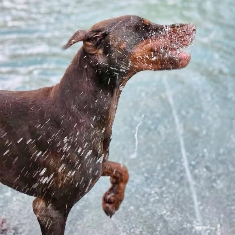 Enlarge Donatello 3622, a Adopted Doberman Pinscher in Oakland Park, FL image 1/3