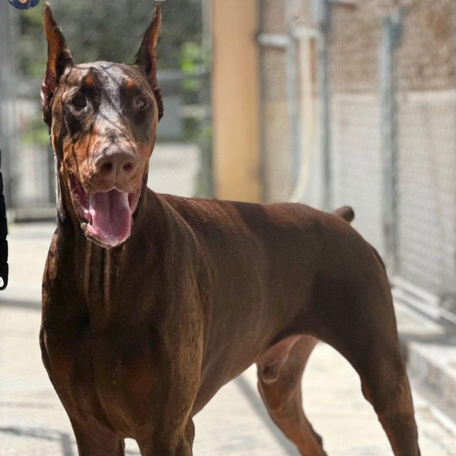 Enlarge Donatello 3622, a Adopted Doberman Pinscher in Oakland Park, FL image 2/3