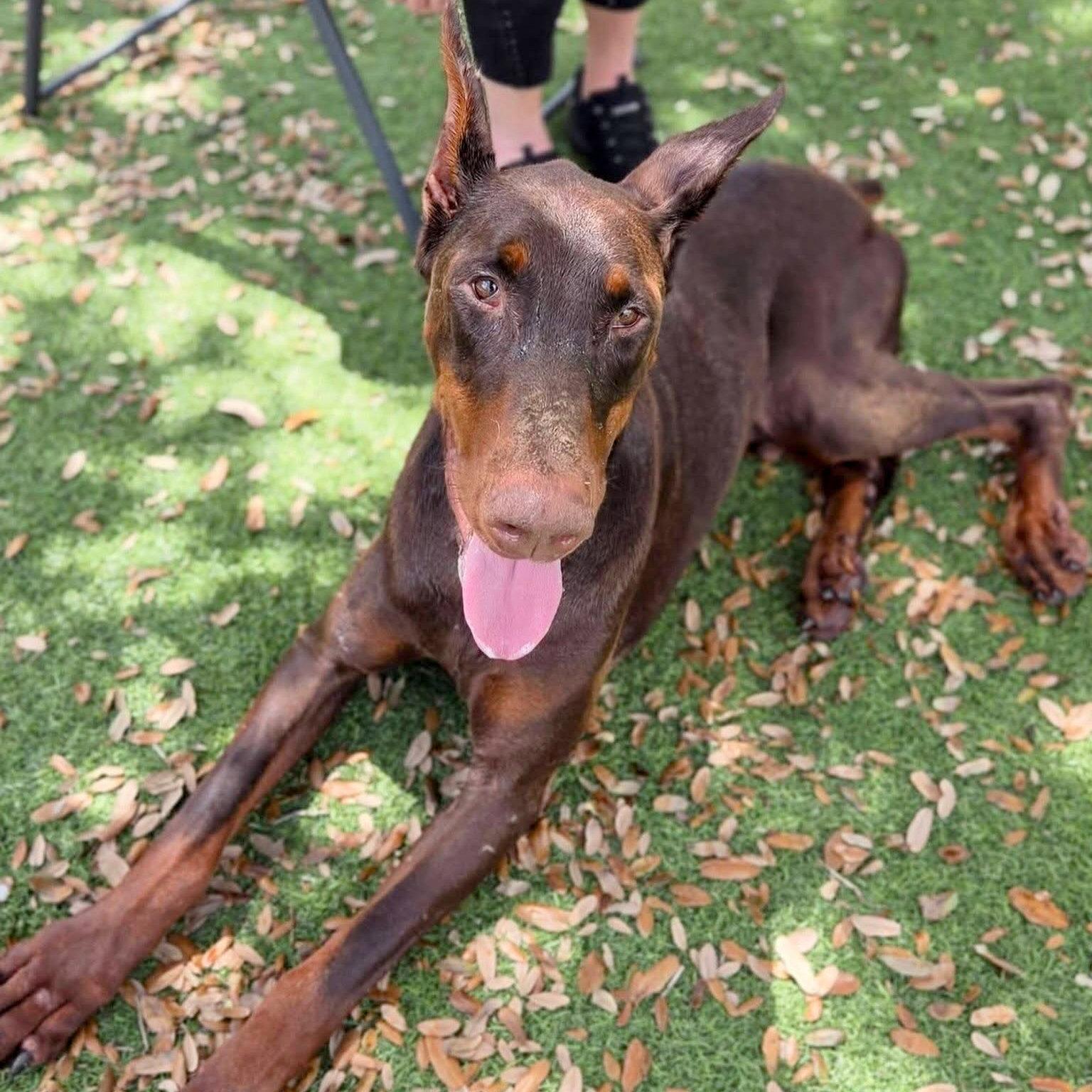 Enlarge Donatello 3622, a Adopted Doberman Pinscher in Oakland Park, FL image 3/3