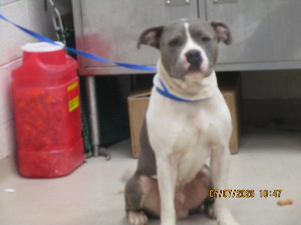 Boomer (854), Adoptable, Adult Male Pit Bull Terrier.