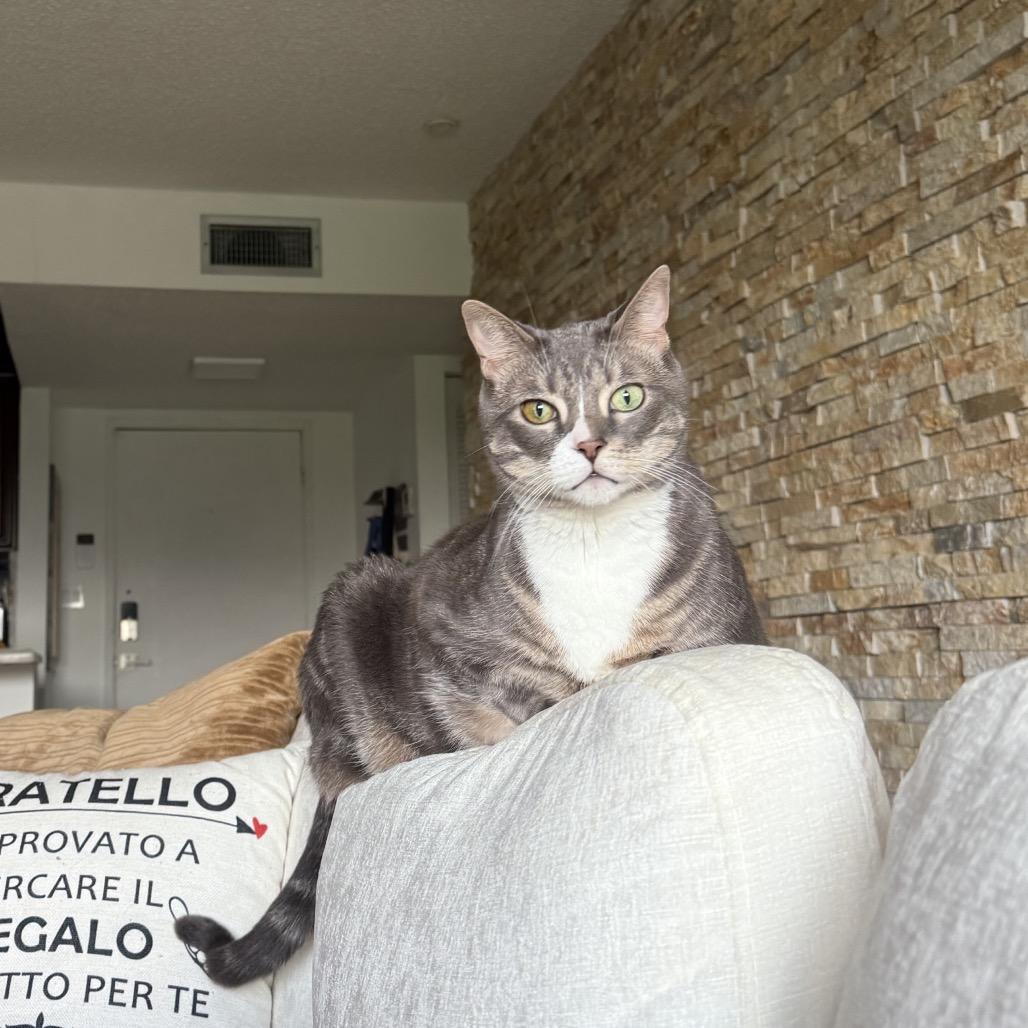 Sir Magic, Adoptable, Senior Male Domestic Short Hair.