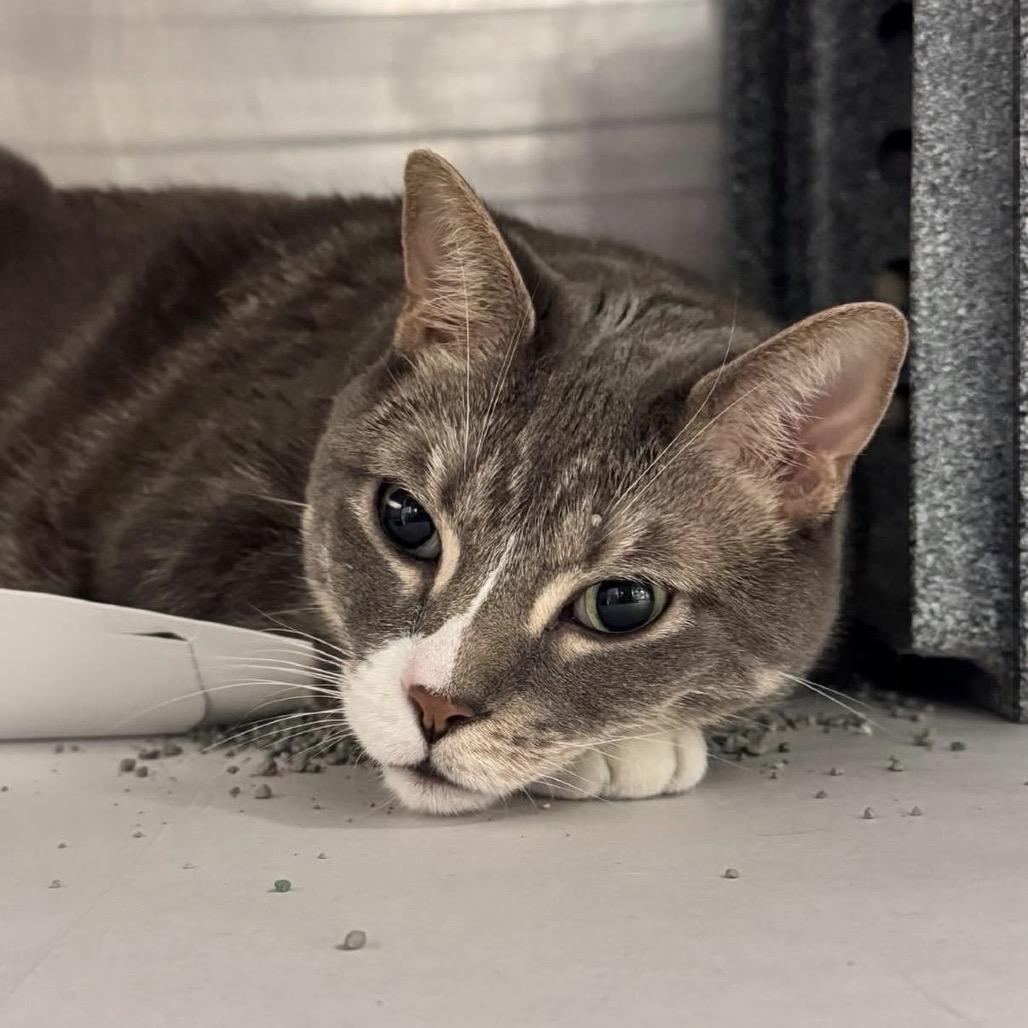 Sir Magic, Adoptable, Senior Male Domestic Short Hair.