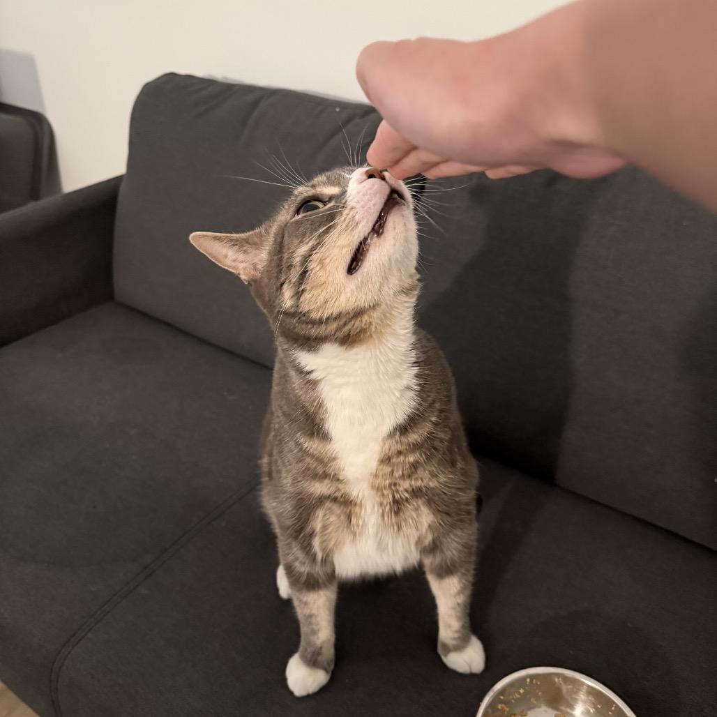 Sir Magic, a Adoptable Domestic Short Hair in Miami, FL image 2/4