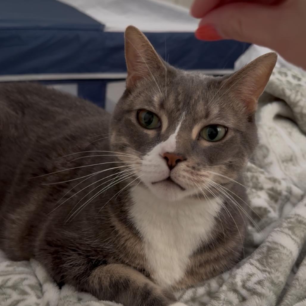 Sir Magic, a Adoptable Domestic Short Hair in Miami, FL image 3/4