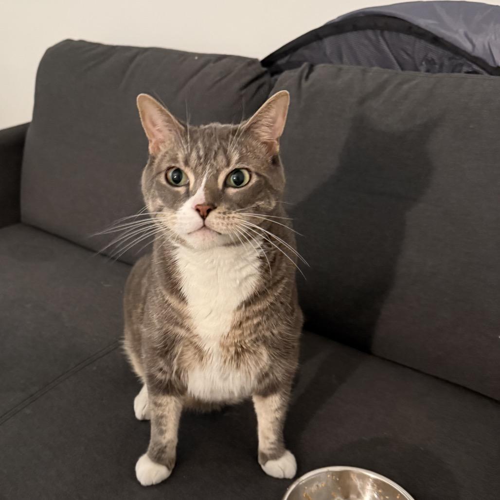 Sir Magic, a Adoptable Domestic Short Hair in Miami, FL image 4/4