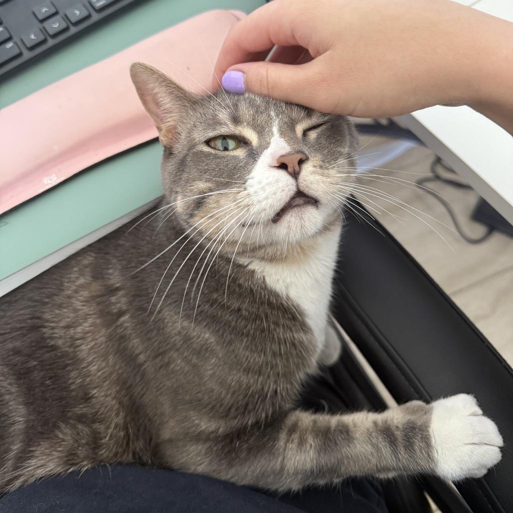 Enlarge Sir Magic, a Adoptable Domestic Short Hair in Miami, FL image 5/6