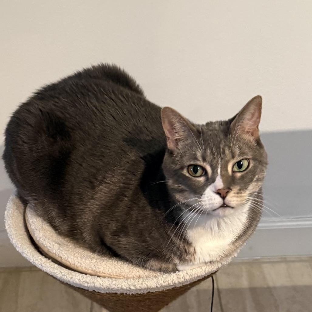 Enlarge Sir Magic, a Adoptable Domestic Short Hair in Miami, FL image 6/6