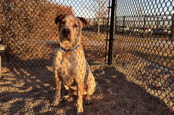 Enlarge RED, a Adoptable mixed breed in Loveland, CO image 1/1