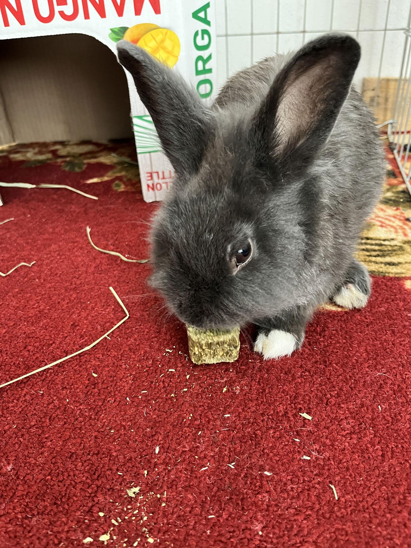 Enlarge Smudge, a Adoptable Dutch in Escondido, CA image 1/1