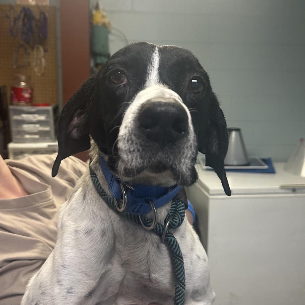 Smores, a Adoptable Mixed Breed in Fredericksburg, VA image 1/2