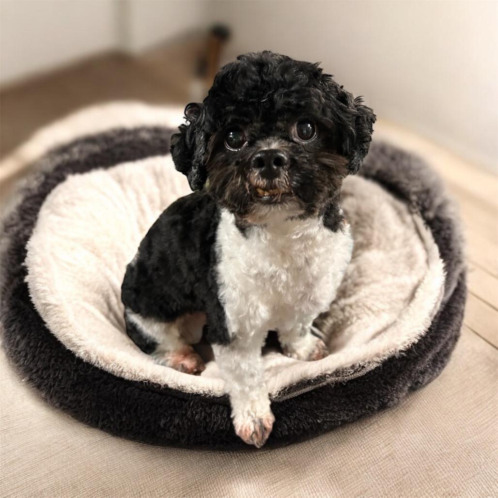 ZENO, adoptable, Adult Male Havanese.
