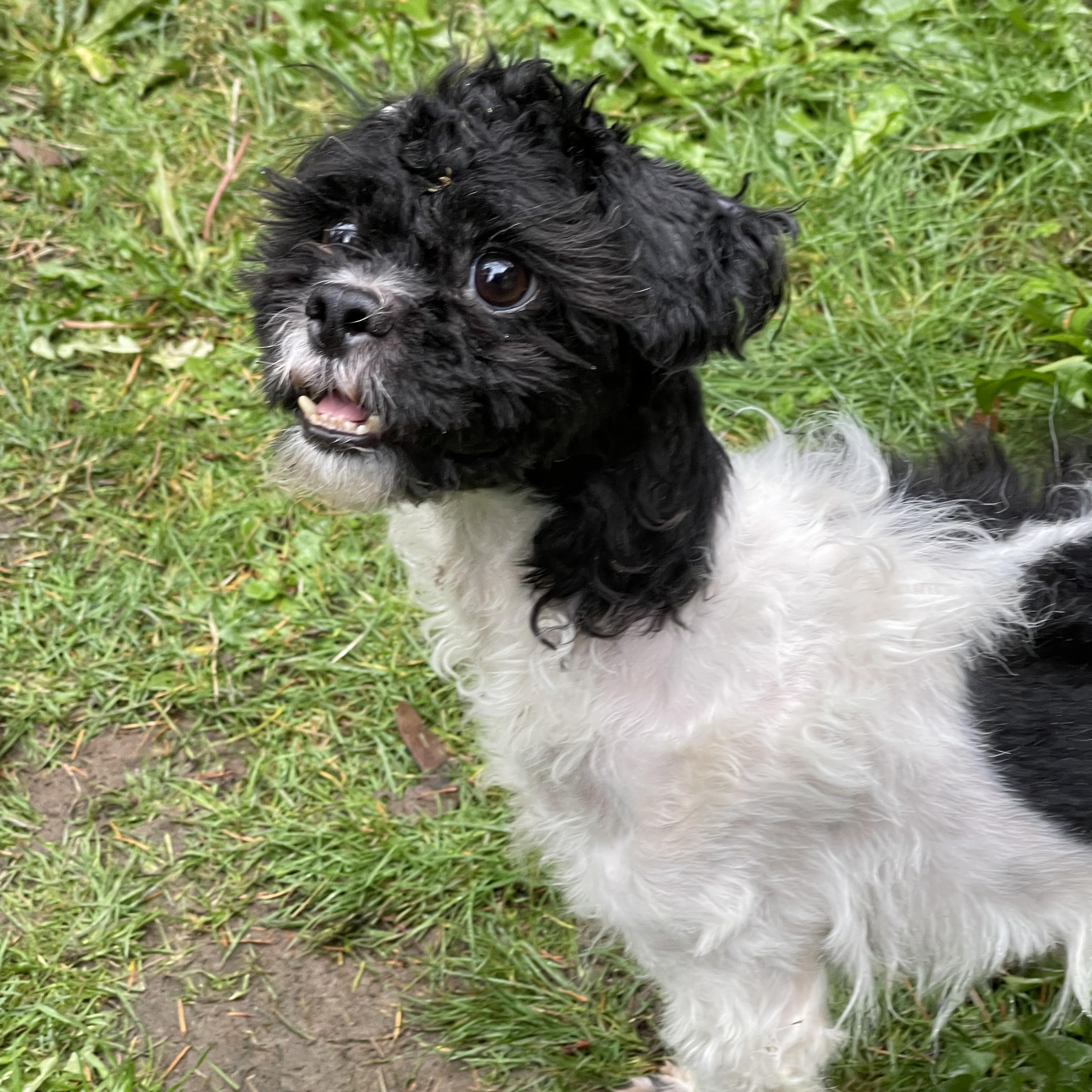 Enlarge ZENO, an adoptable mixed breed in Graham, WA image 3/4