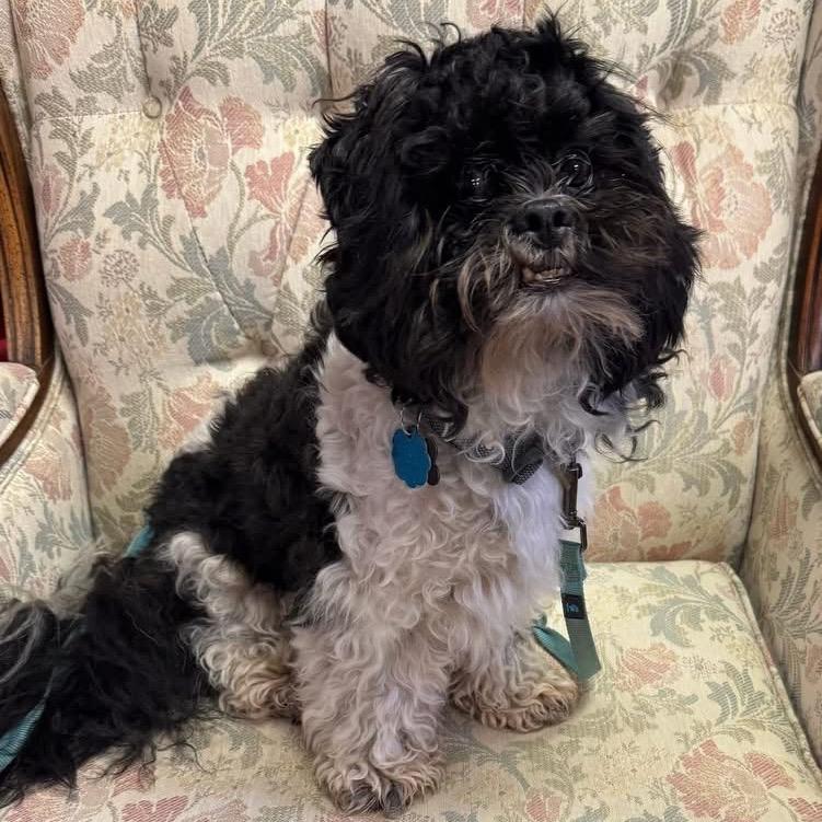 Enlarge ZENO, an adoptable mixed breed in Graham, WA image 1/4