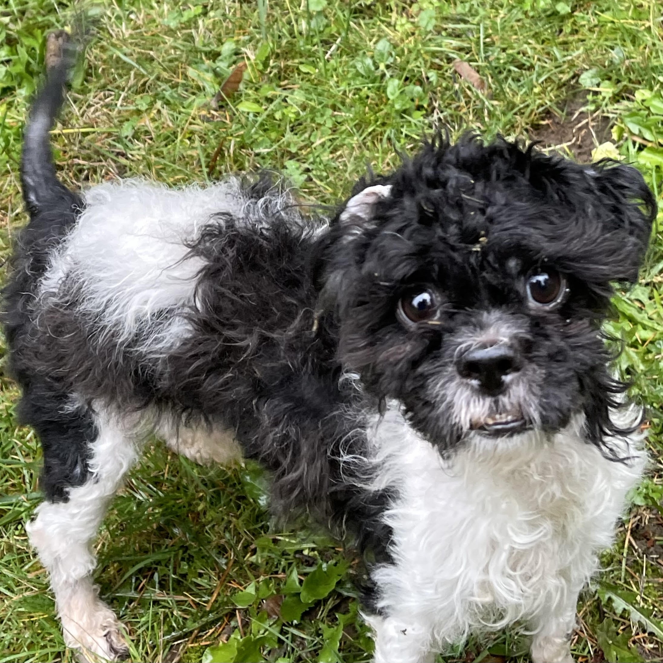 Enlarge ZENO, an adoptable mixed breed in Graham, WA image 4/4