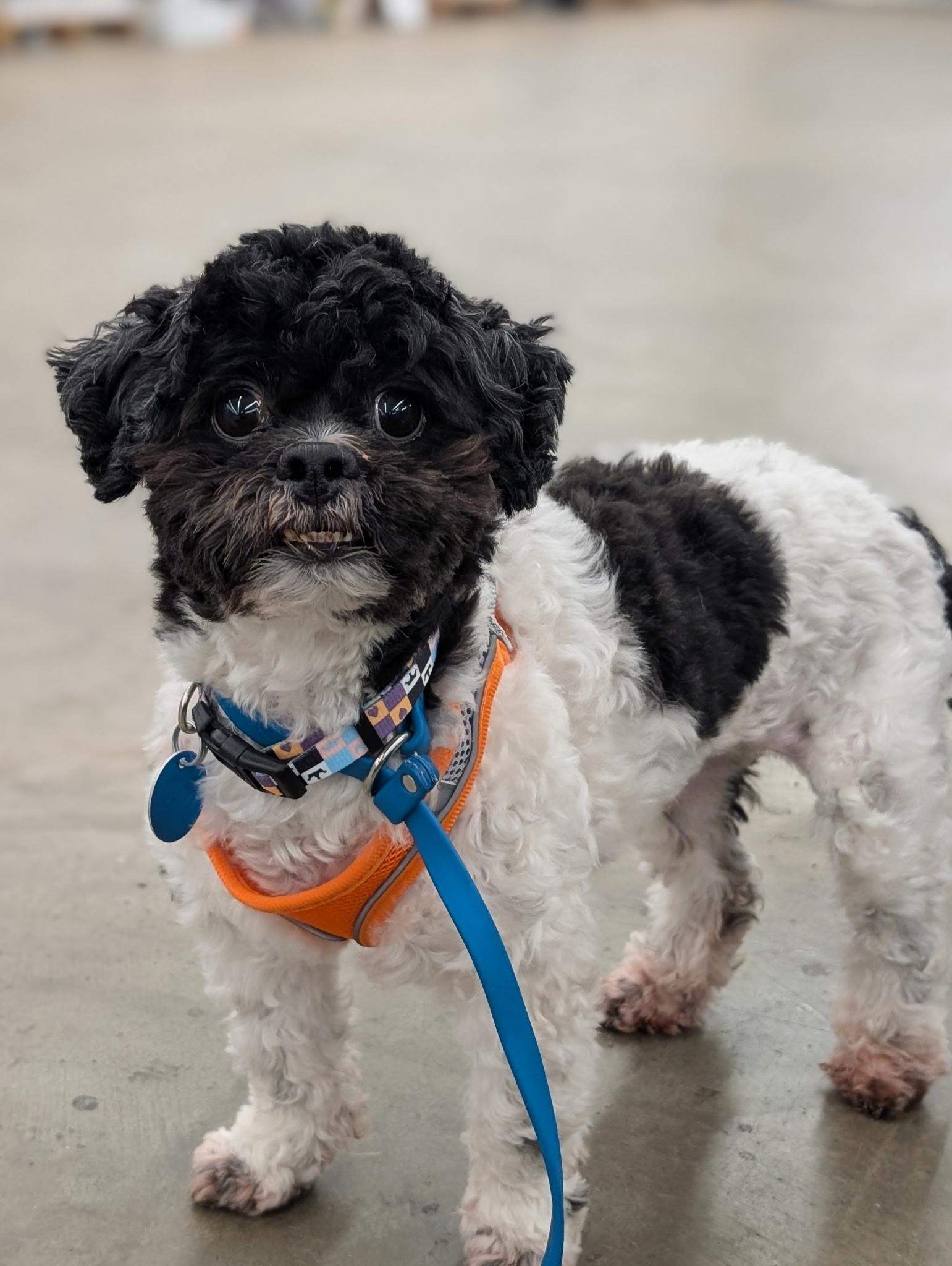 Enlarge ZENO, an adoptable mixed breed in Graham, WA image 3/6