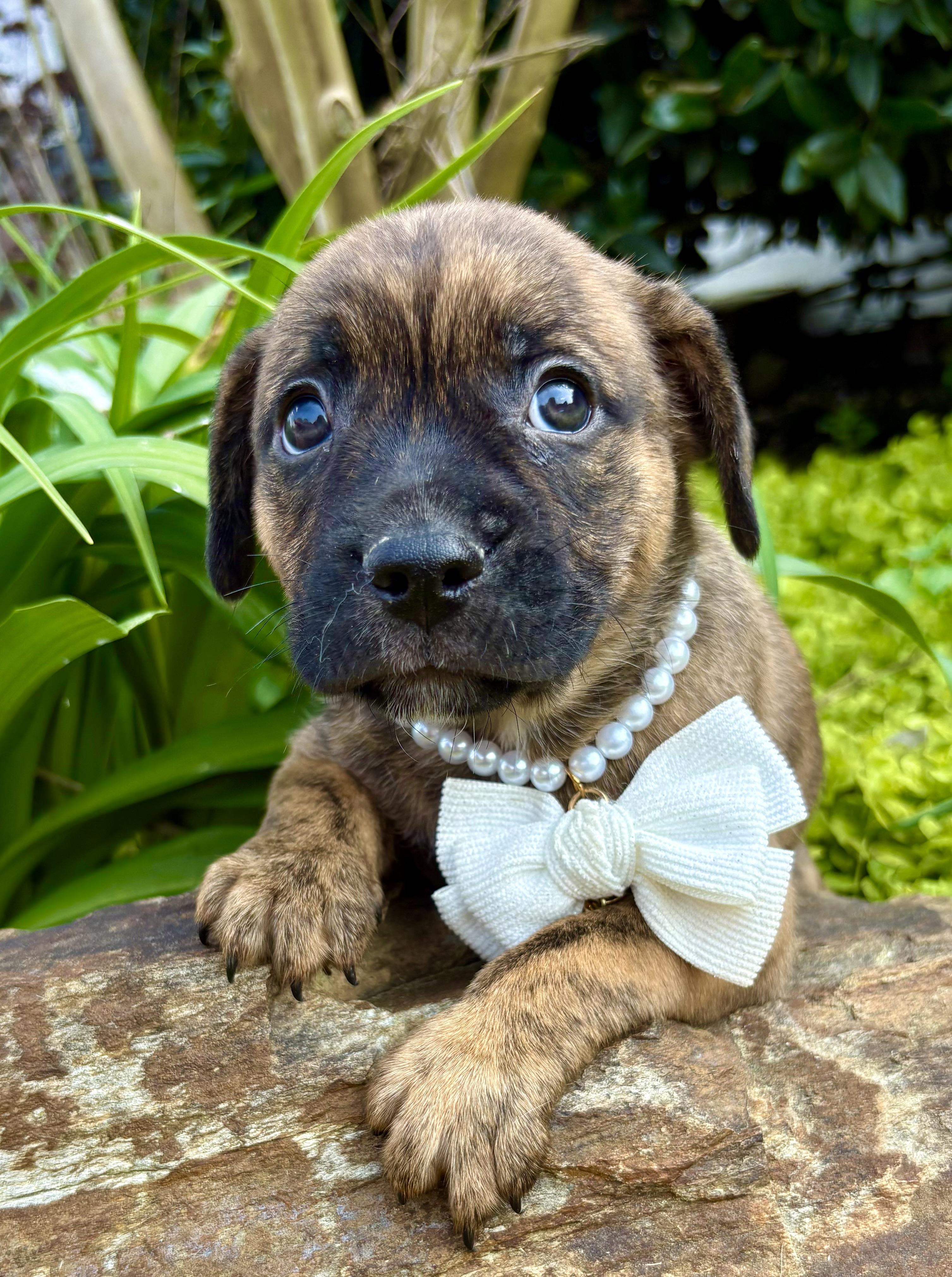 Enlarge Simone, a Adoptable mixed breed in Pittsboro, NC image 2/4