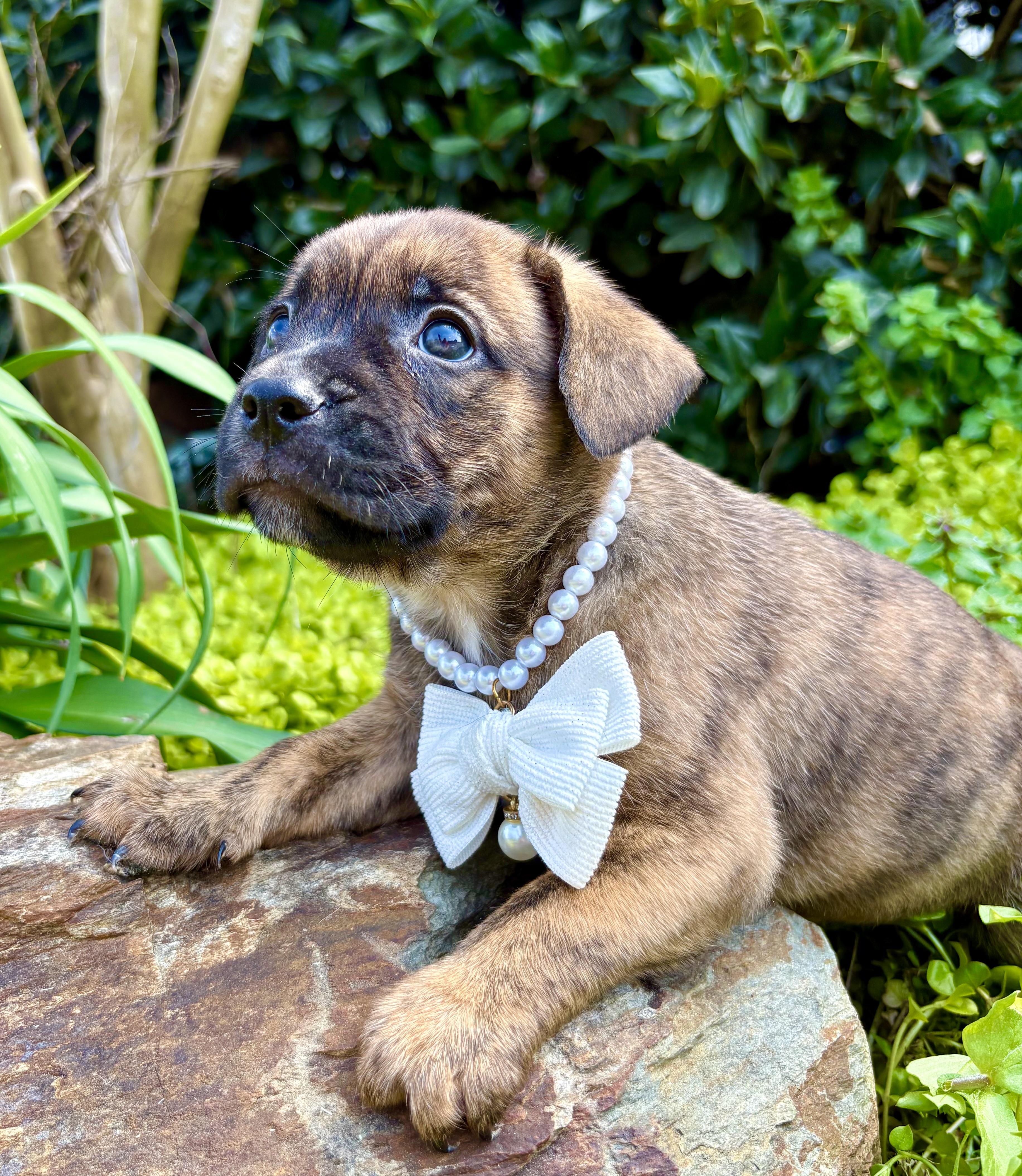 Enlarge Simone, a Adoptable mixed breed in Pittsboro, NC image 3/4
