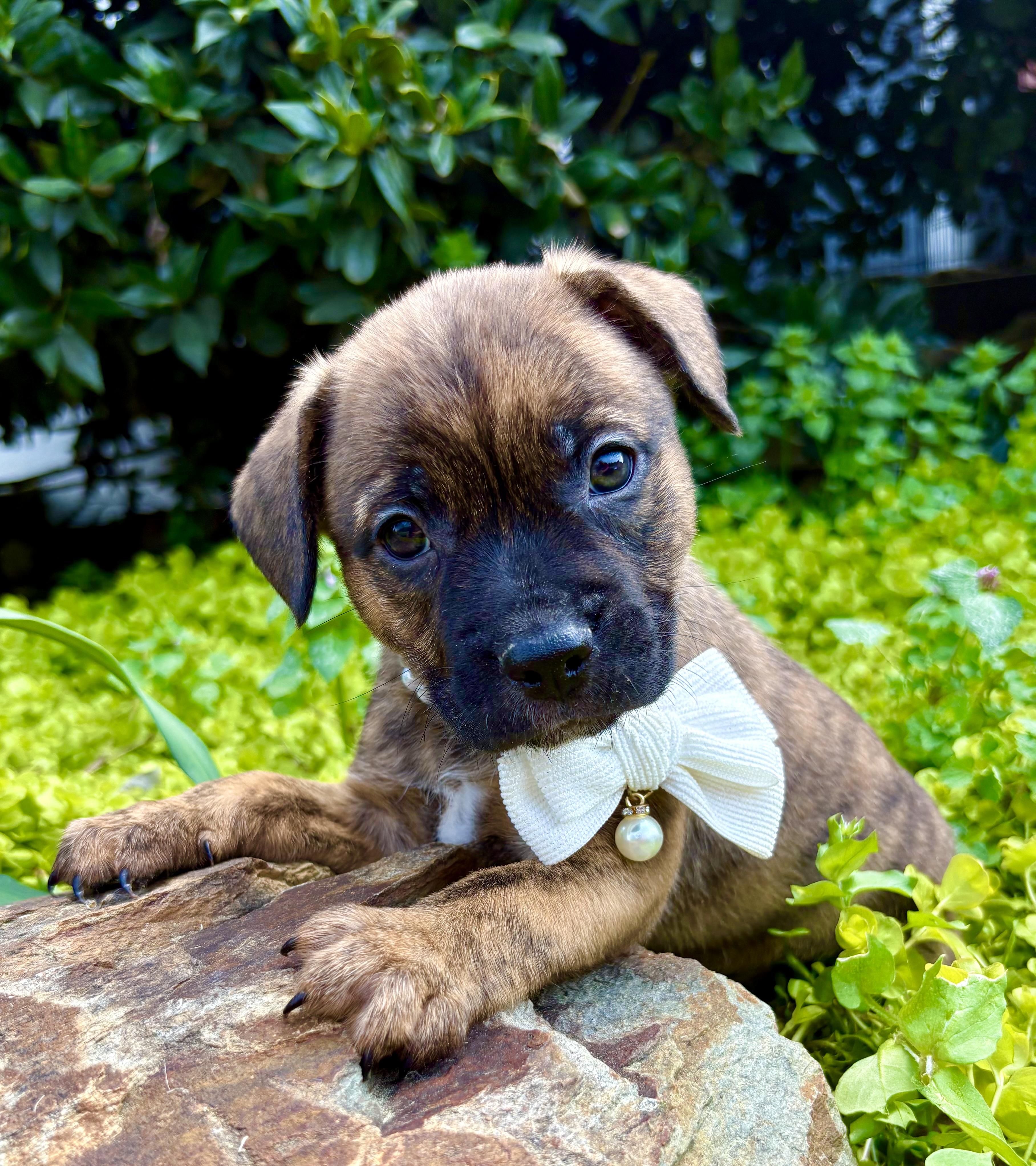 Enlarge Simone, a Adoptable mixed breed in Pittsboro, NC image 1/4