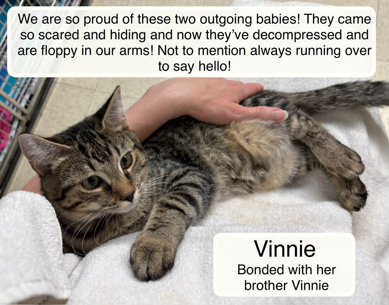 Vinnie bonded with Vivian, Adoptable, Young Male Domestic Short Hair.