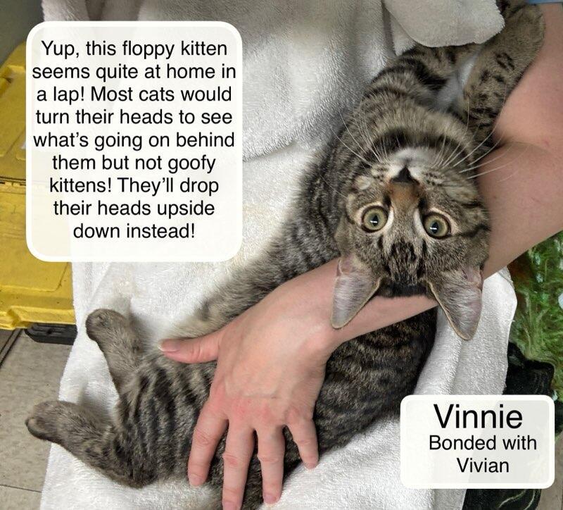 Vinnie bonded with Vivian, a Adoptable Domestic Short Hair image 2/4