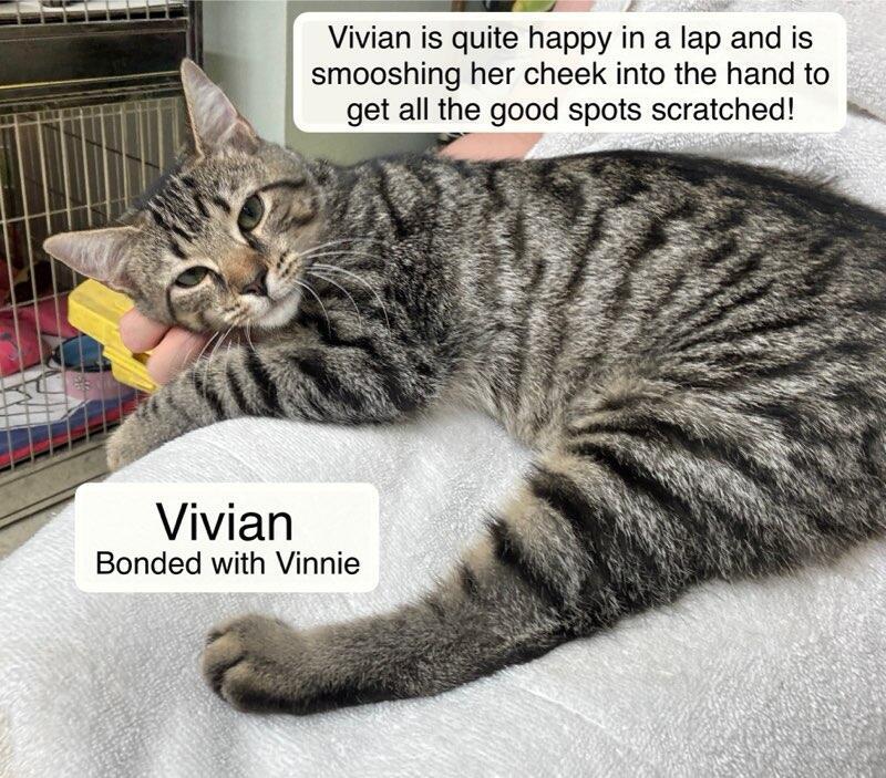 Vinnie bonded with Vivian, a Adoptable Domestic Short Hair image 3/4
