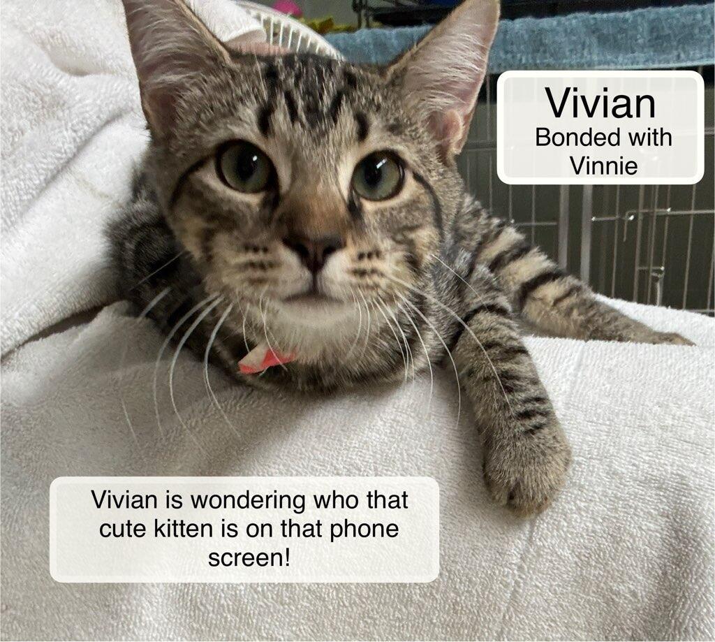 Vinnie bonded with Vivian, a Adoptable Domestic Short Hair image 4/4