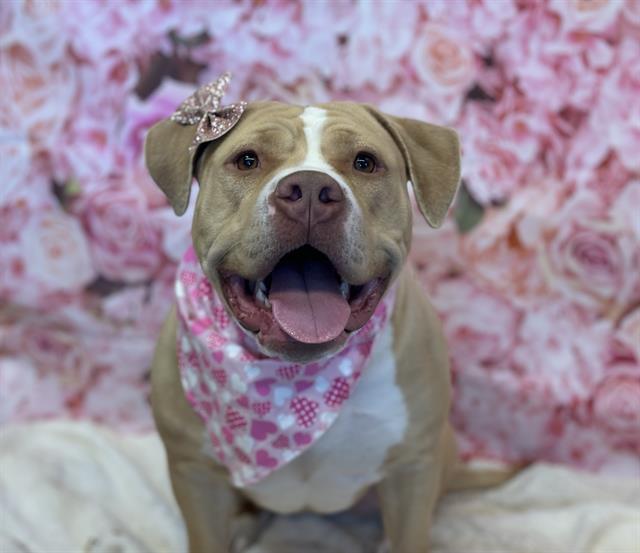 LEMON, Adoptable, Adult Female Pit Bull Terrier.