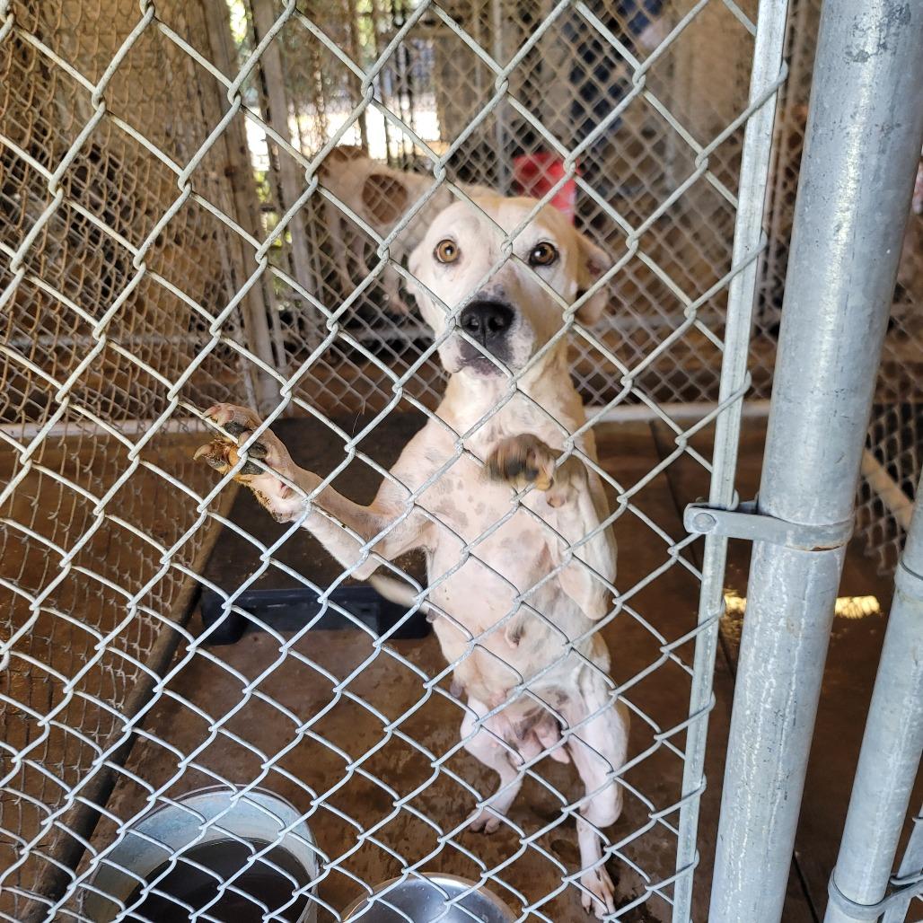 Sweetie, Adoptable, Adult Female Mixed Breed.