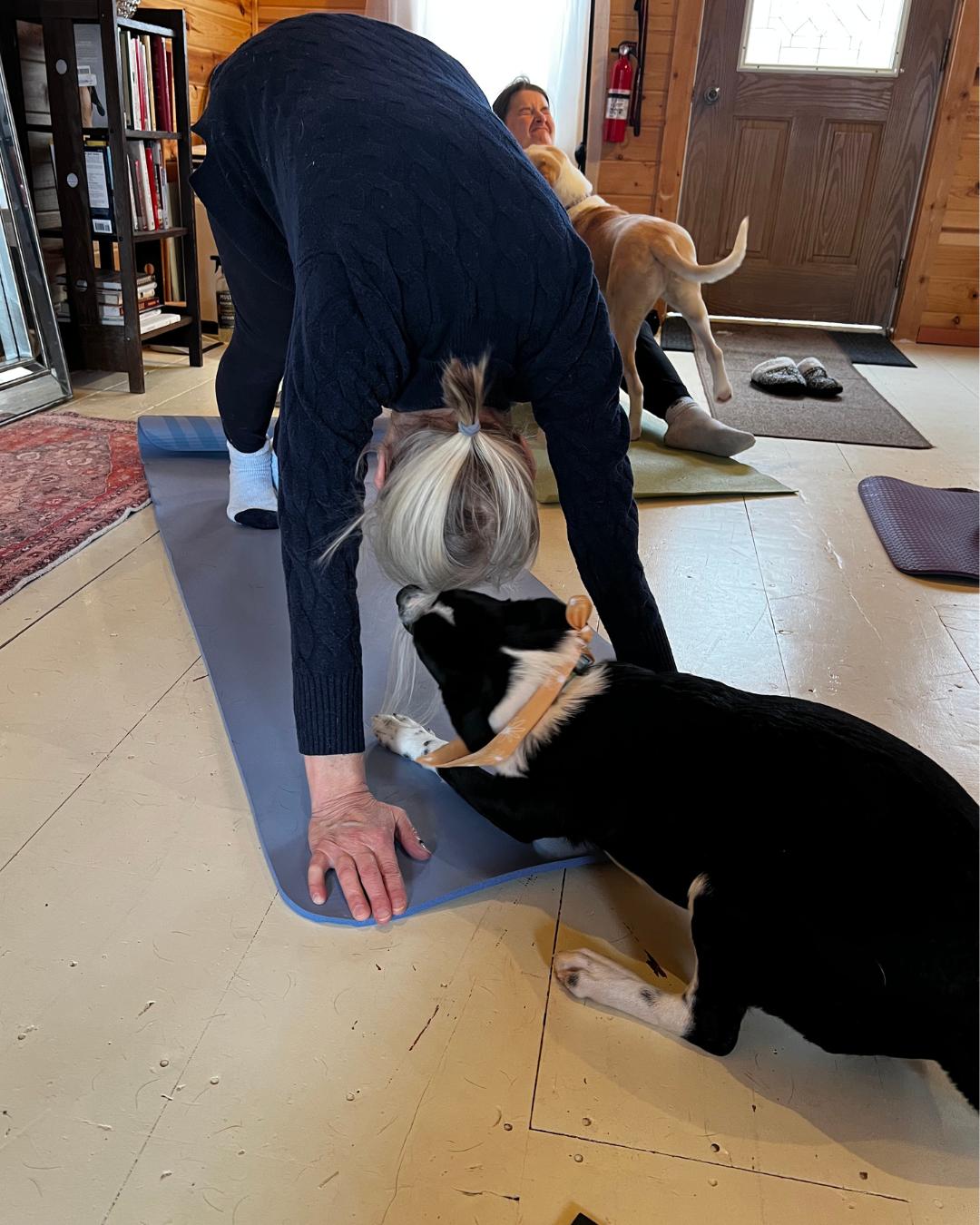 Enlarge Zucchini, a ADOPTABLE mixed breed in Shell Lake, WI image 3/4