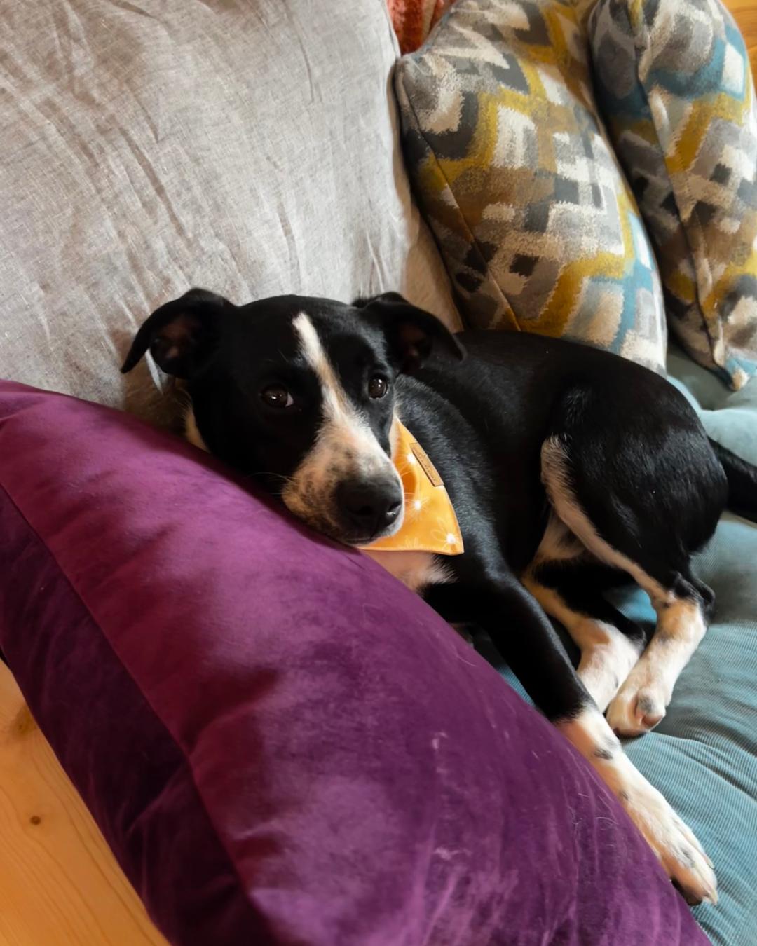 Enlarge Zucchini, a ADOPTABLE mixed breed in Shell Lake, WI image 2/4