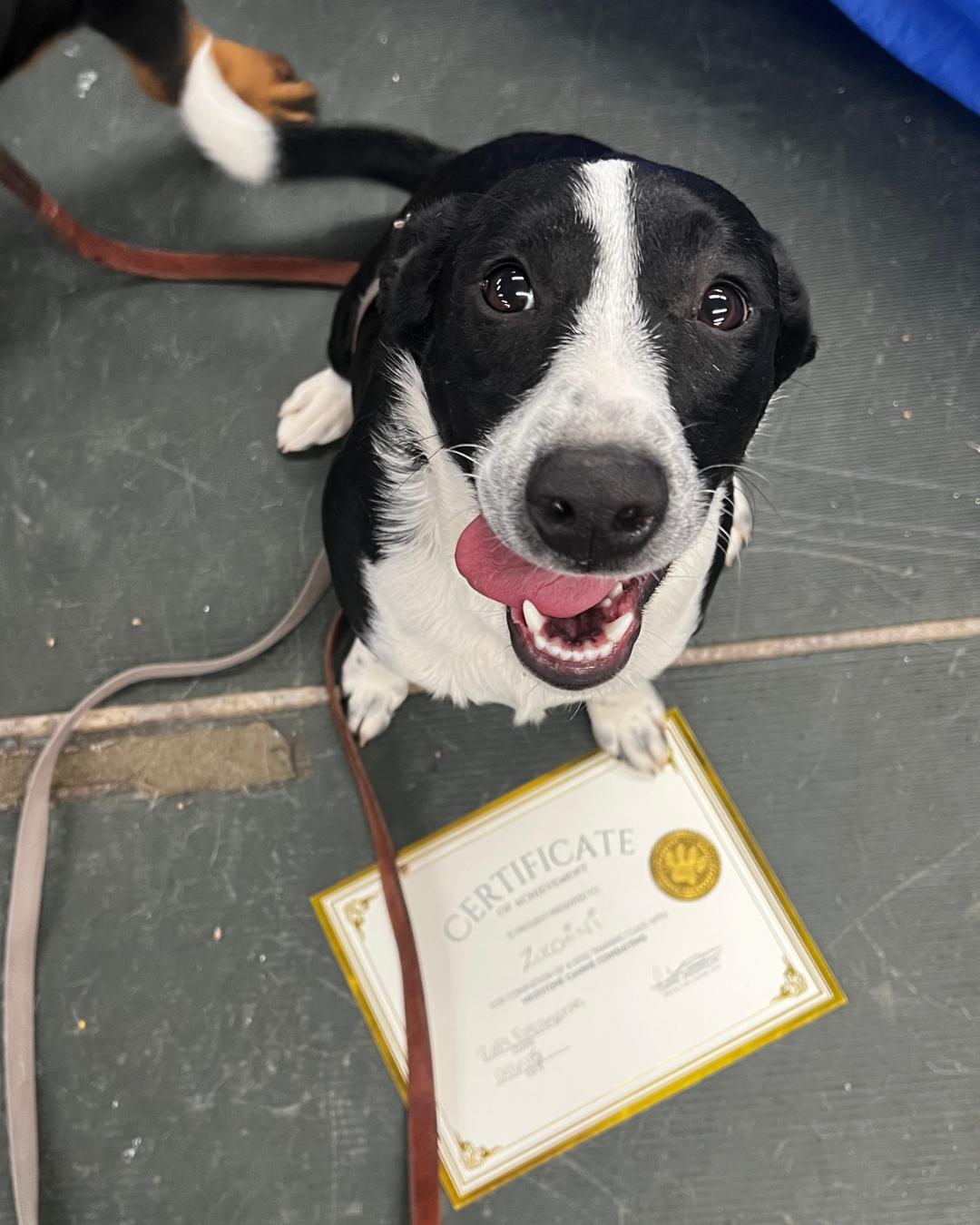 Zucchini, ADOPTABLE, Young Male Australian Shepherd & Border Collie.