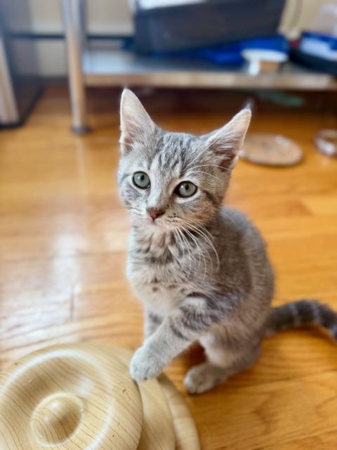 Ursula, adopted, Kitten Female Domestic Short Hair.