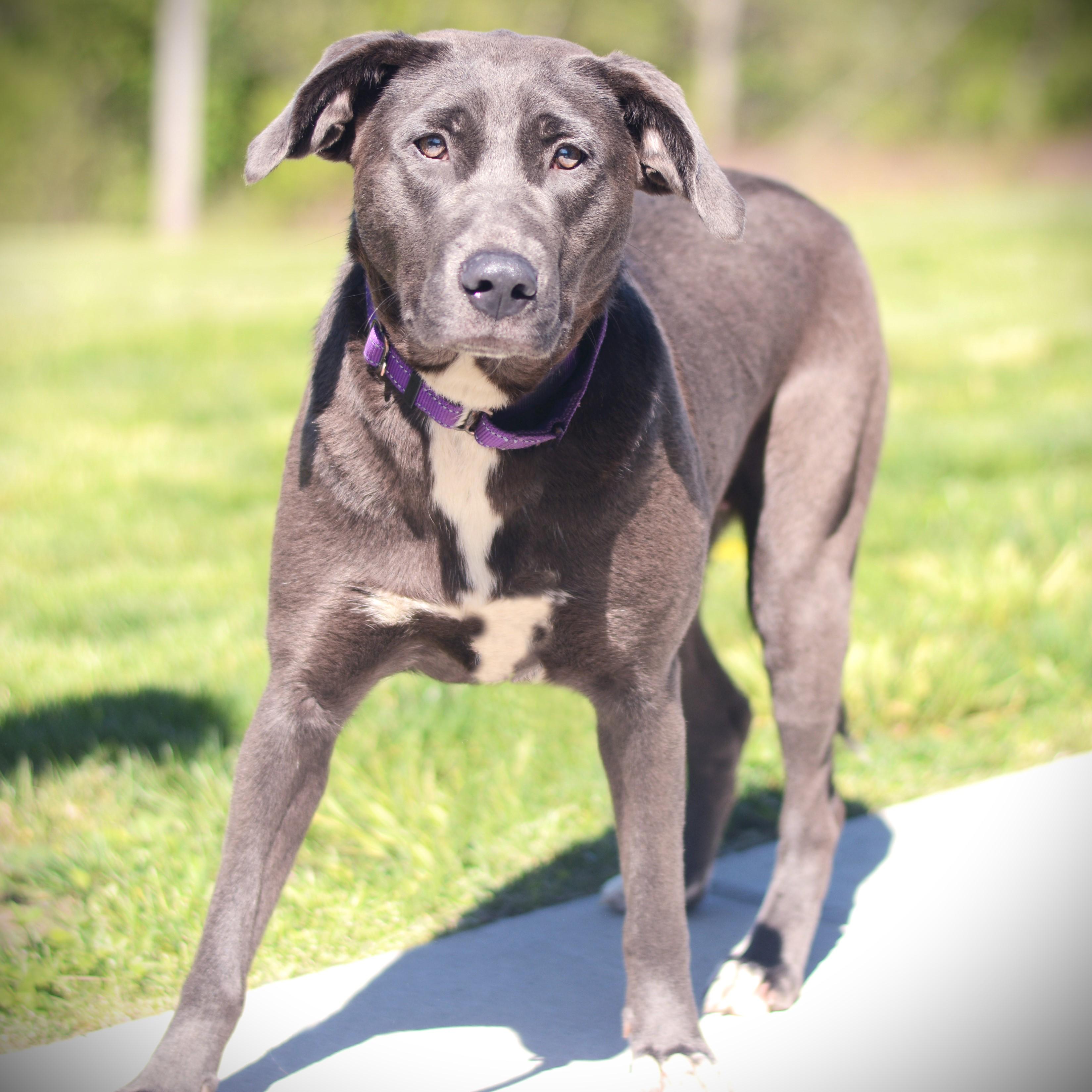 Nala, an adoptable mixed breed in Amsterdam, NY image 3/3