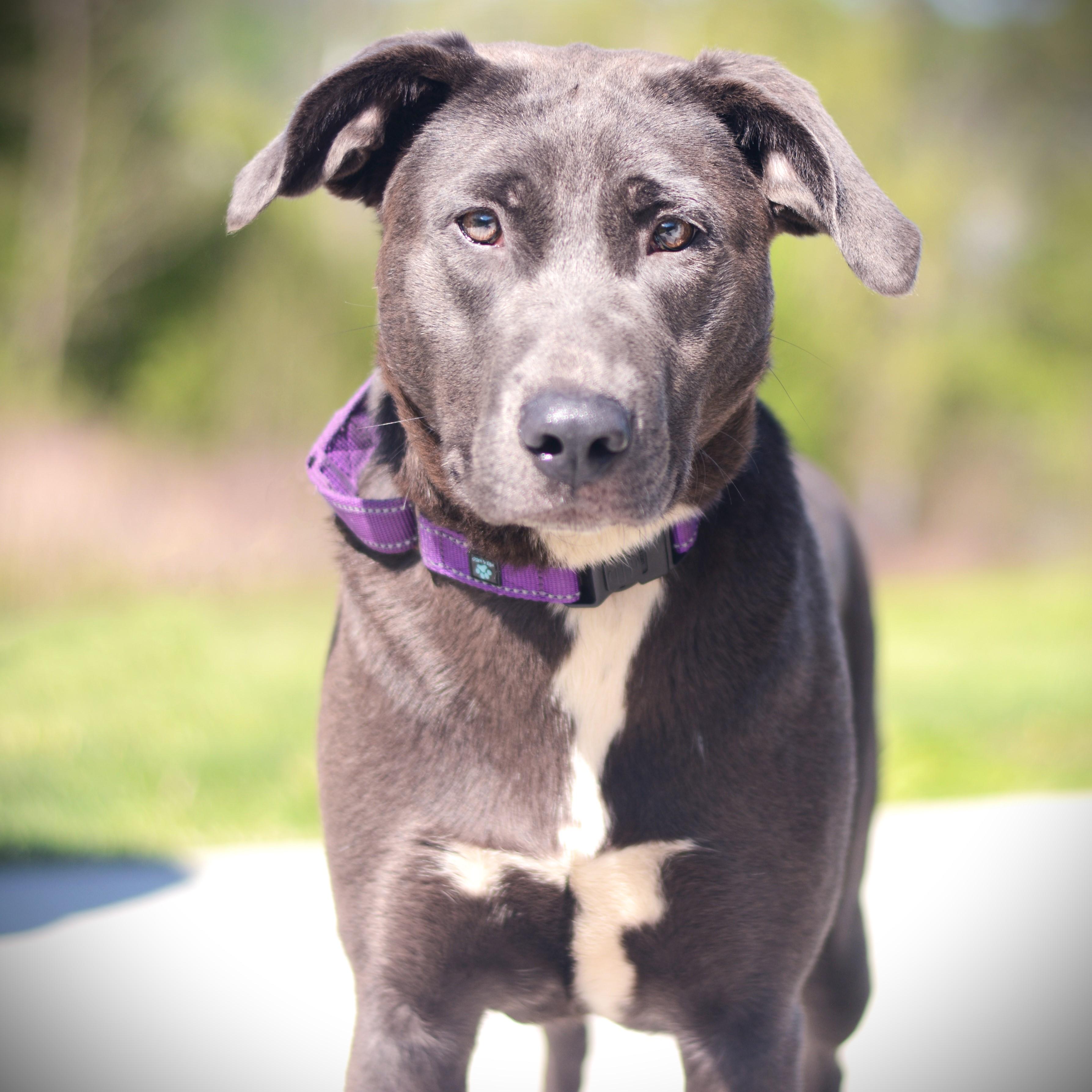 Nala, adoptable, Adult Female Labrador Retriever & Terrier.
