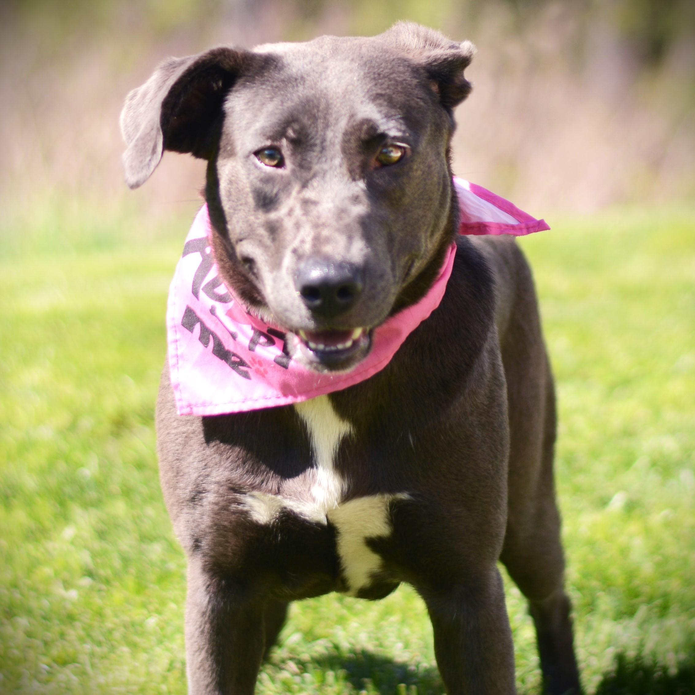 Nala, an adoptable mixed breed in Amsterdam, NY image 2/3