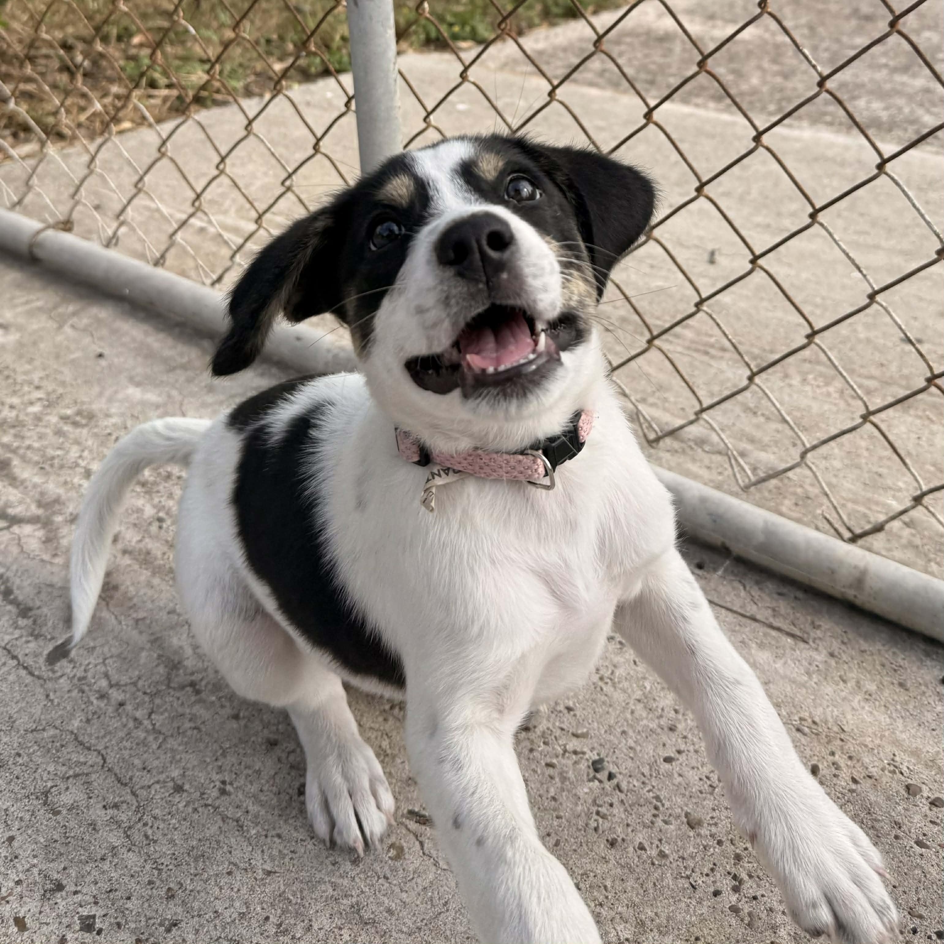 Mackenzie, an adopted Labrador Retriever in Short Hills, NJ image 2/3