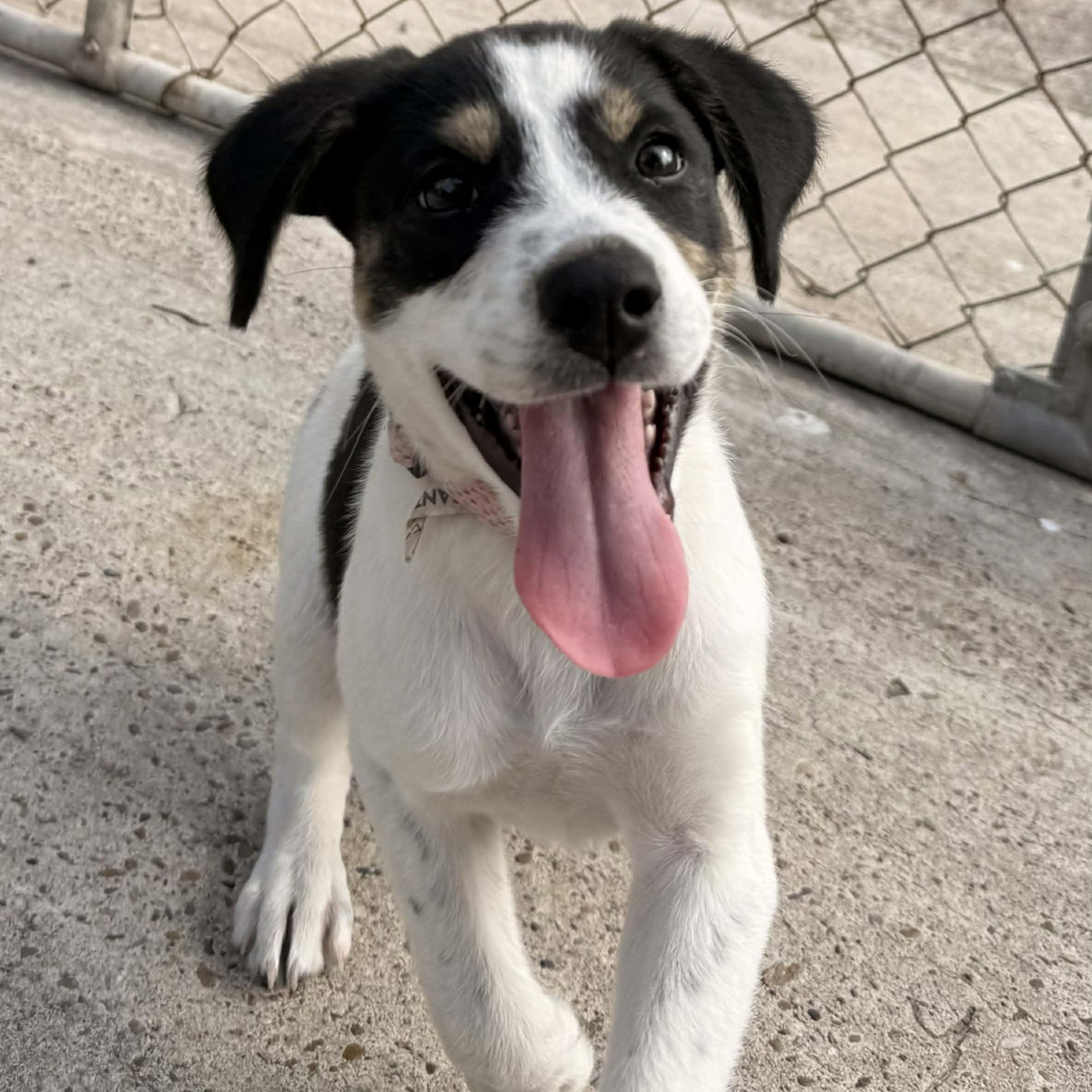 Mackenzie, adopted, Puppy Female Labrador Retriever.