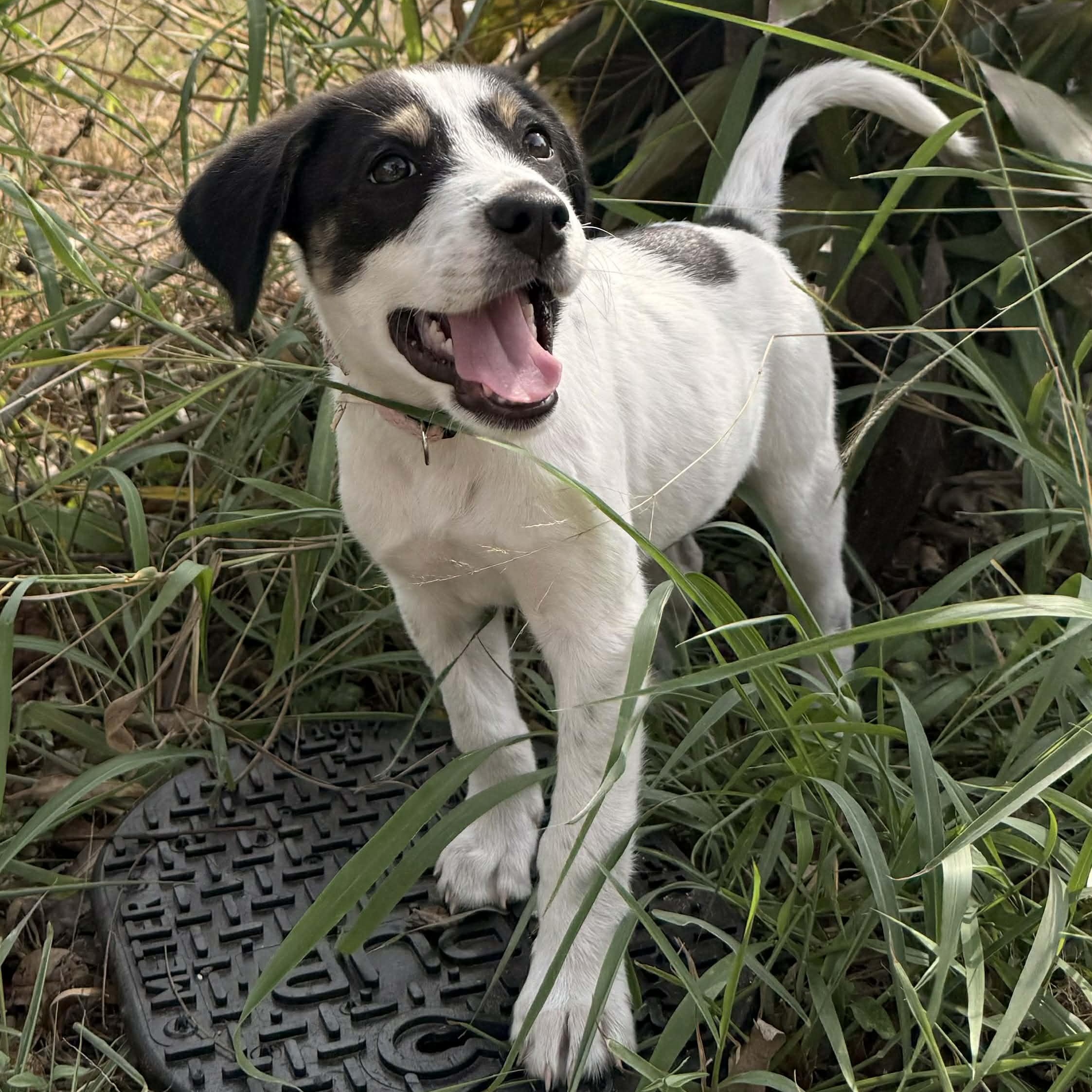 Mackenzie, an adopted Labrador Retriever in Short Hills, NJ image 3/3