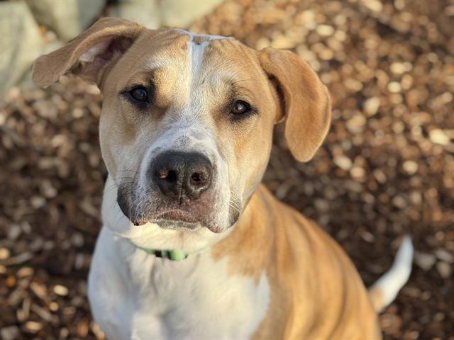 RANDY, Adoptable, Young Male Pit Bull Terrier & Mixed Breed.
