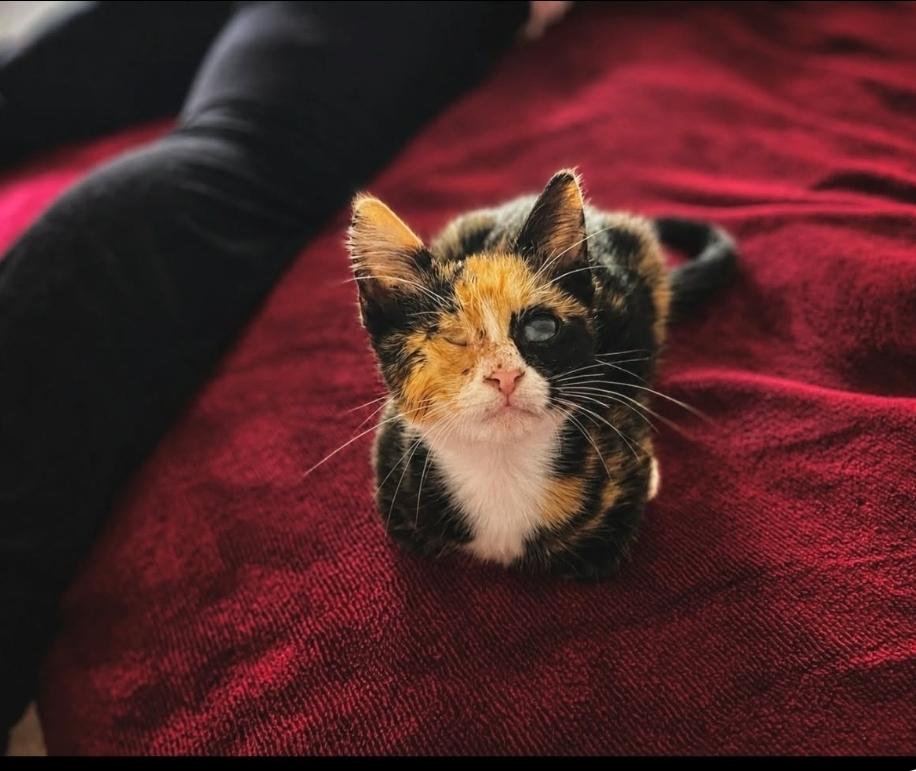 Helen, Adoptable, Kitten Female Domestic Short Hair.