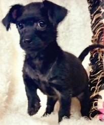 Enlarge BOO BOO, a ADOPTABLE mixed breed in fort worth, TX image 4/5