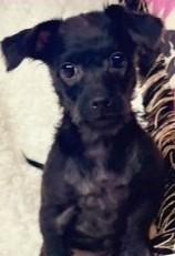 Enlarge BOO BOO, a ADOPTABLE mixed breed in fort worth, TX image 2/5