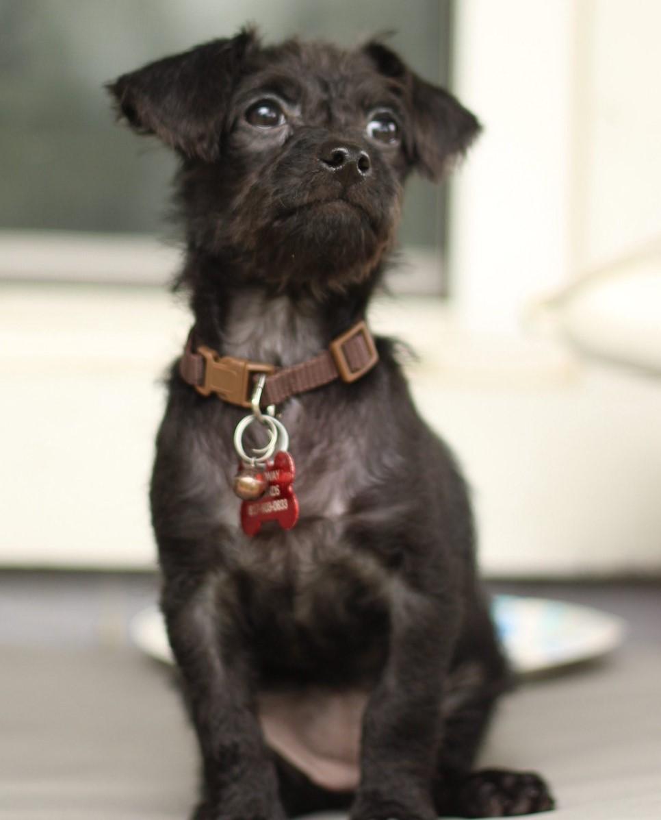 Enlarge BOO BOO, a ADOPTABLE mixed breed in fort worth, TX image 5/5