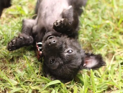 Enlarge BOO BOO, a ADOPTABLE mixed breed in fort worth, TX image 3/5