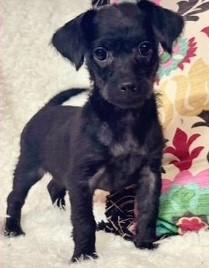 BOO BOO, ADOPTABLE, Puppy Female Terrier.